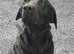 STRIKING HANDSOME LABRADOR FOR STUD