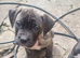 Cane corso X American bulldog
