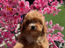 Beautiful 1st generation cavapoos