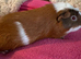 Guinea pig sows young adults