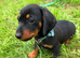 Miniature dachshund