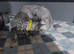 Beautiful British Shorthair male kitten
