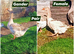 Pairs Dewlap Toulouse Geese