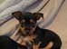 Jack Russell cross puppies