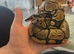 Young bull python