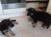 2 young german shepherds looking for new postcodes