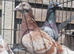 Racing pigeons for sale
