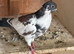 4 mag/tumbler pigeons for new home.