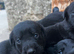 Beautiful KC Black Labrador Puppies