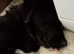 Doris! The gentlest Newfoundland x puppy is looking for her forever home.