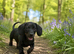 Pure black stunning dachshund boy