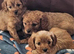 Beautiful cavapoo puppies for sale
