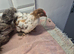 Pekin batam cocks