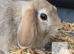 Ready now 2 beautiful lop bunnies
