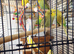 Baby budgies