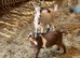 Pygmy goat weathers
