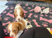 Beautiful Working Cocker Spaniel Puppies