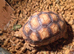 1year old sulcatas