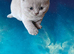 Pure BSH lilac kittens