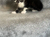 Lovely kittens ready for new home