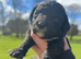 Sprocker puppies ready now
