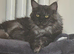 Maine Coon kittens 2 left. Ready Now