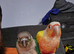 2 bonded unrelated conures.