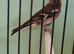 Female chaffinch