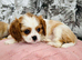 Beautiful King Charles spaniel