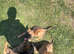 Belgian malinois x German shepherd pups