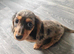 Mini Dachshund Puppy - Silver Dapple - 10 weeks