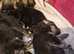 Really Beautiful tri colour German Shepherd puppies.