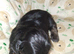 Imperial dobie shih tzu