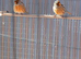 Canarys for sale different colors cocks and hens this year's and last