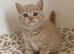 Fawn British Shorthair READY TO GO