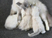 6 kittens 9 week old