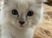 7 beautiful blue eyed ragdoll kittens.