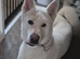White akita