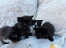 Long hairs kittens