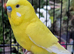 Beautiful Budgies - Various colours