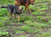 Border terrier bitch 2.5years old