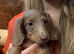 Long hair mini dachshunds