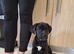 Mastiff mix