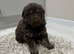 LAST GIRL Chocolate German Shepard