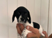 Puppies