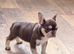 French Bulldog Puppies &ndash; Raised with Love, Bred with Care