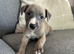 3 male puppies