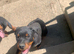 Male Rottweiler pup