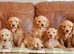 Stunning Health Tested Miniature Goldendoodle Puppies