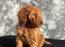 Stunning Red Minature Poodles
